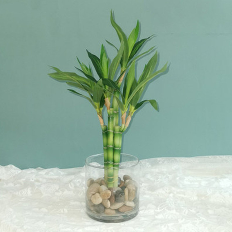 Neue 40cm Künstliche Glücksbam – Marine Fish Tank Bewertung und Preis